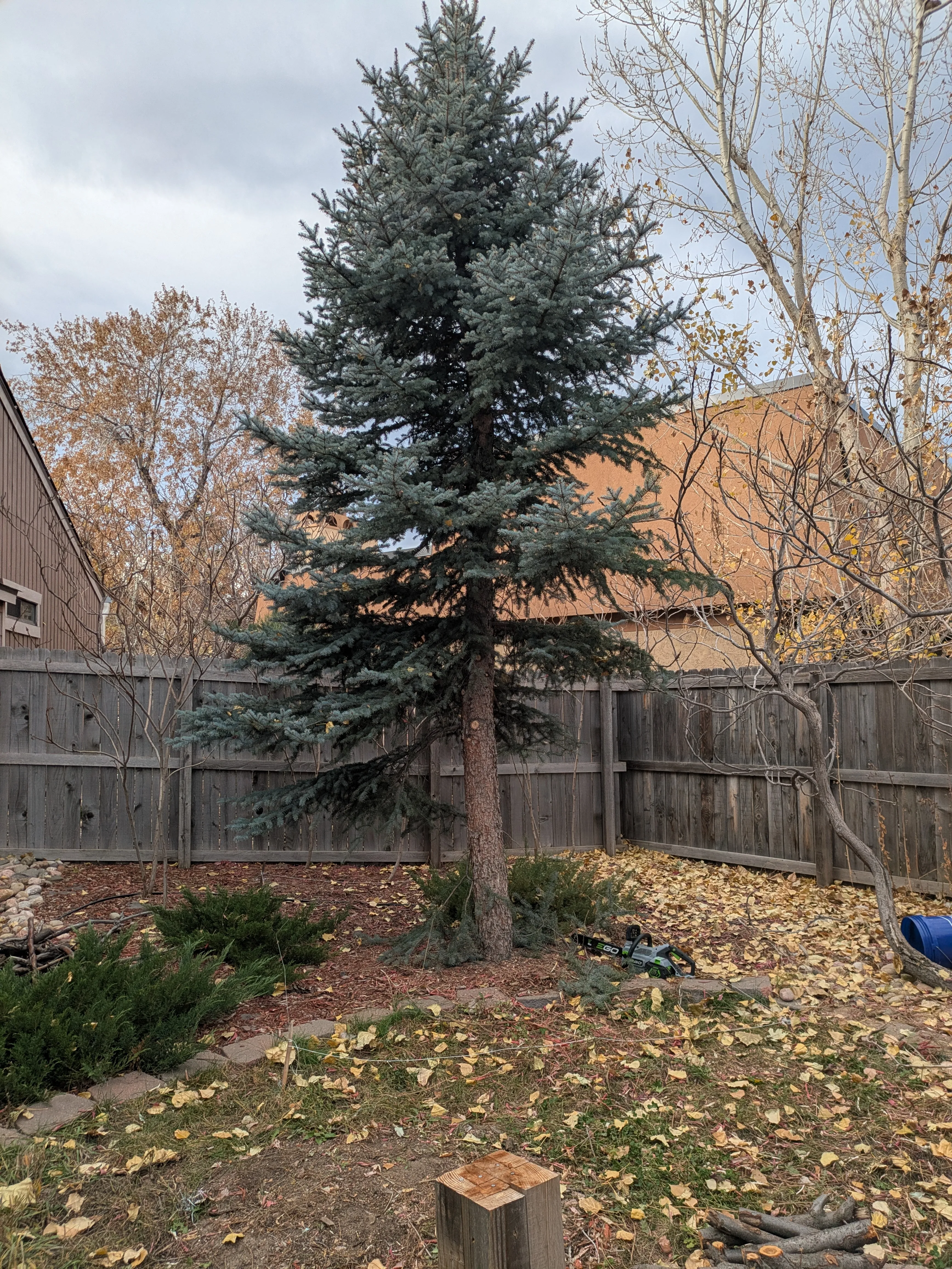 Evergreen Tree