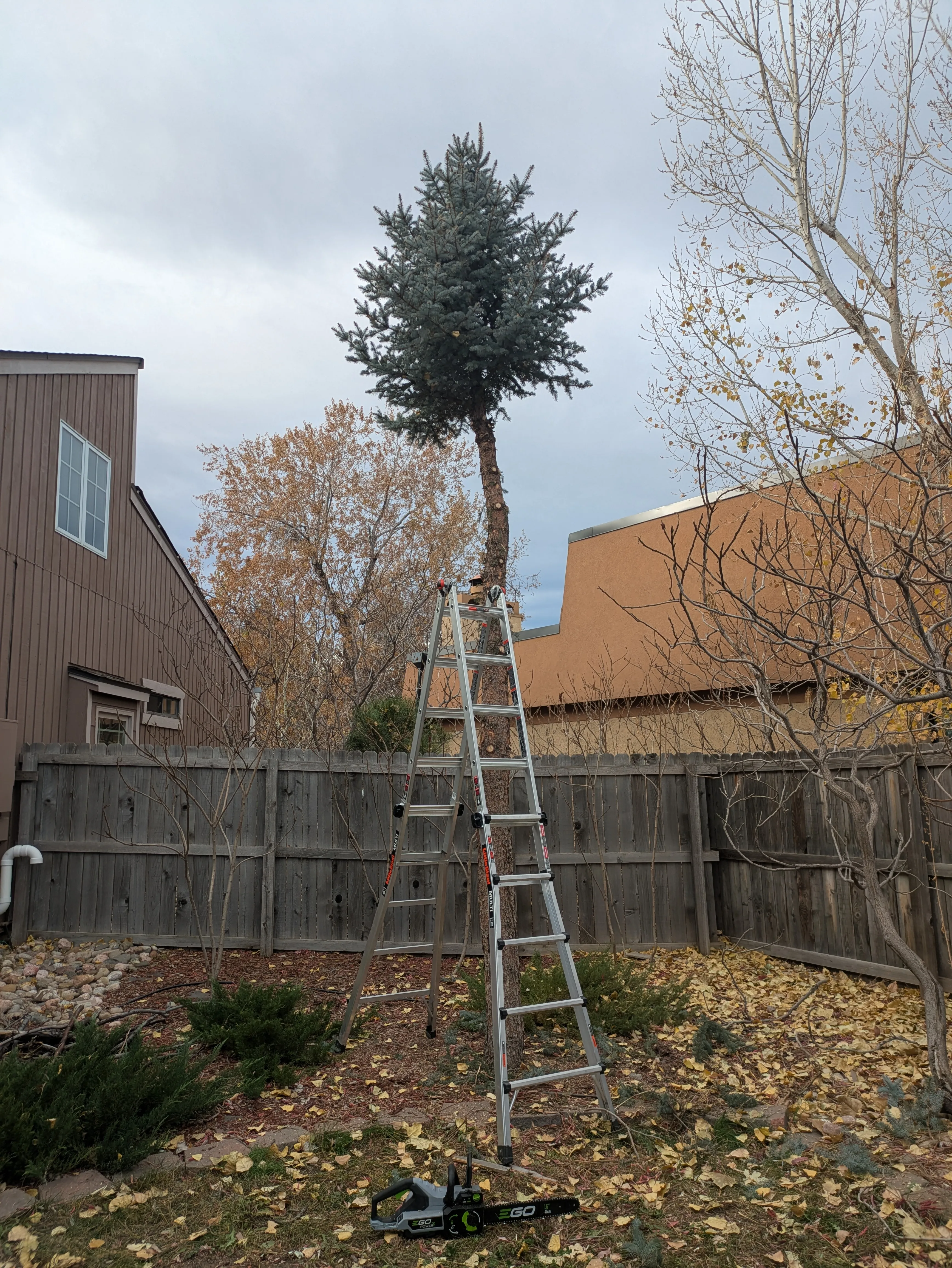 Evergreen tree with limbs removed