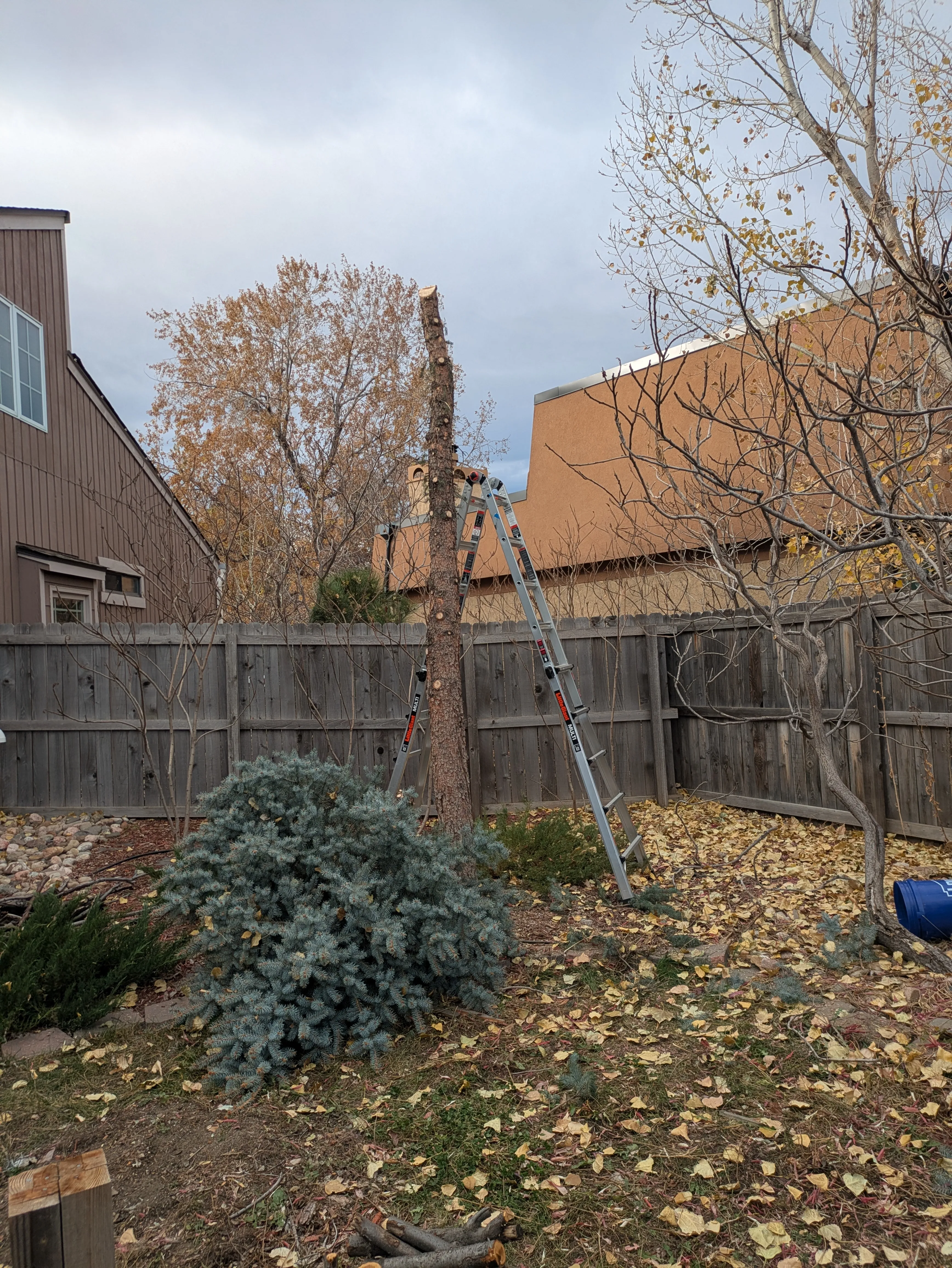 Evergreen tree with top dropped