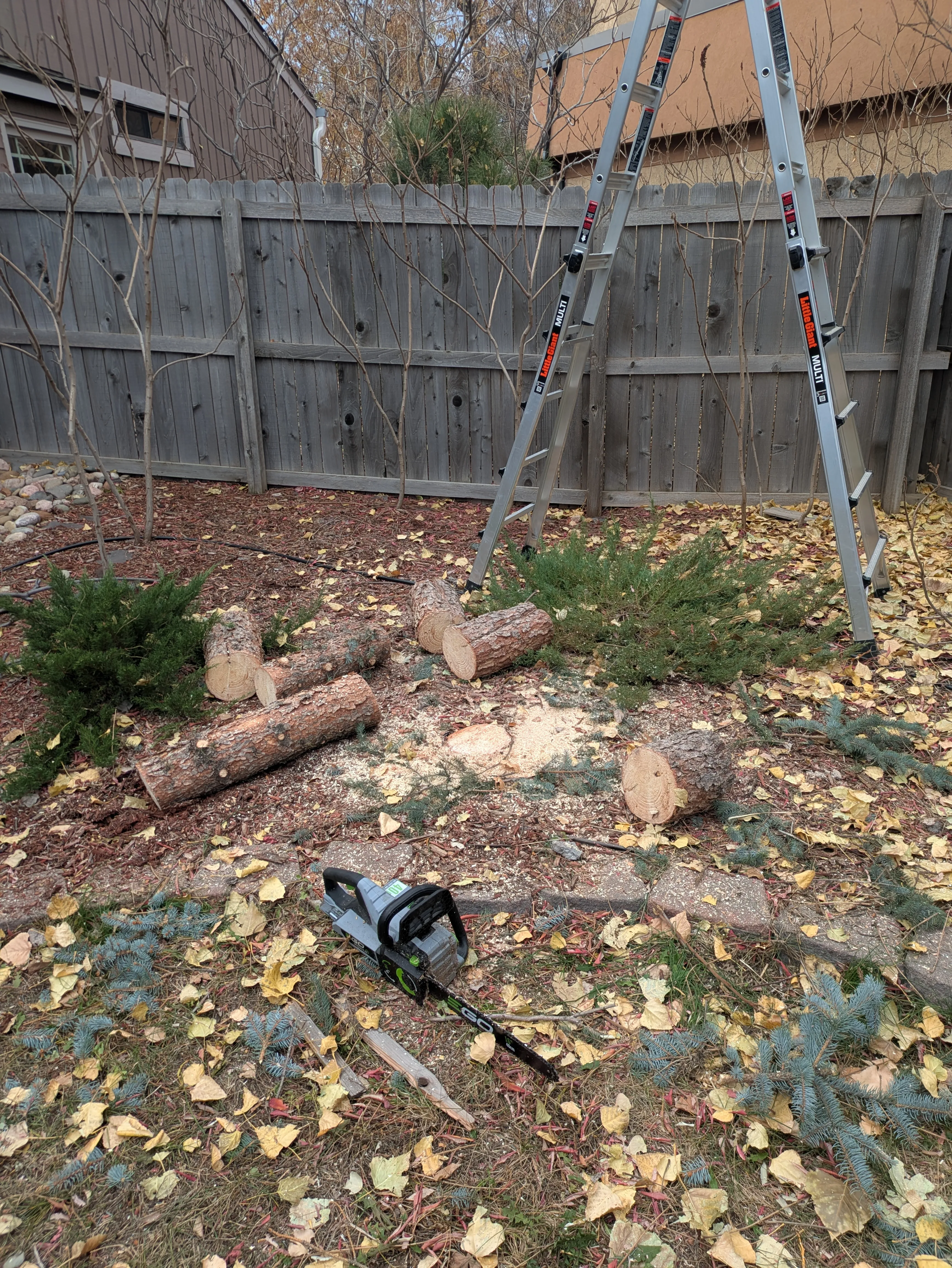 Evergreen tree broken down into logs